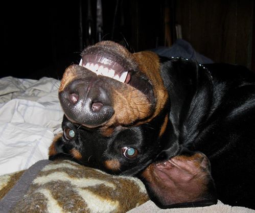 Those are some beautiful teeth Beau!