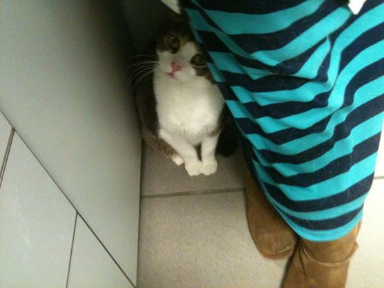 Charlie loves coming to the vet!