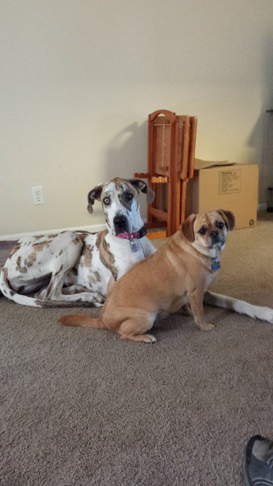 Harley the Great Dane and Chloe the Puggle