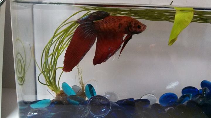 Bruce the Betta