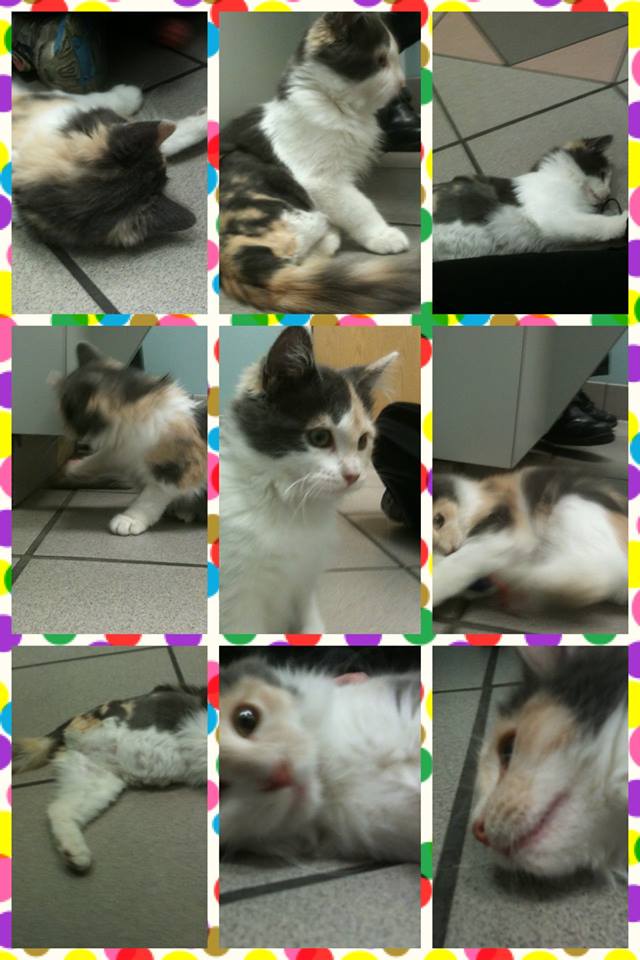 Dixie Kitten has fun at the vet!