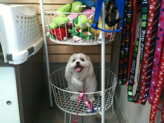 Lucy Finch loves coming to the vet!