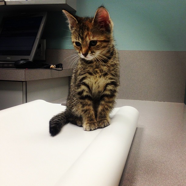 Lucy the Kitten loves coming to the vet!