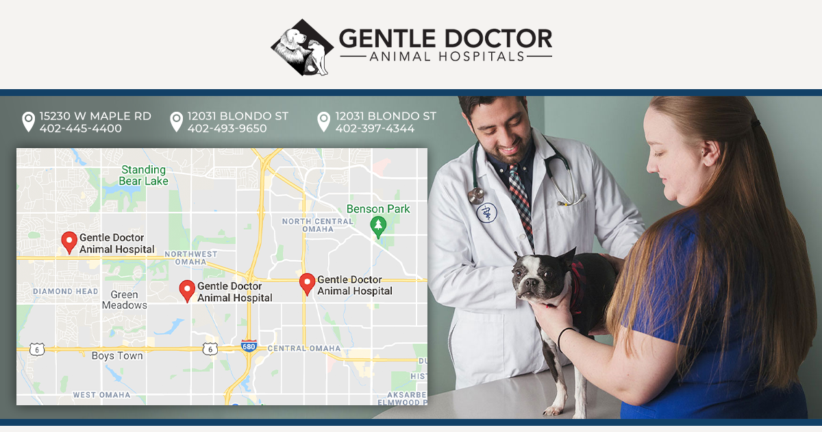 Animal Hospital in Omaha, NE | Gentle Doctor Animal Hospitals